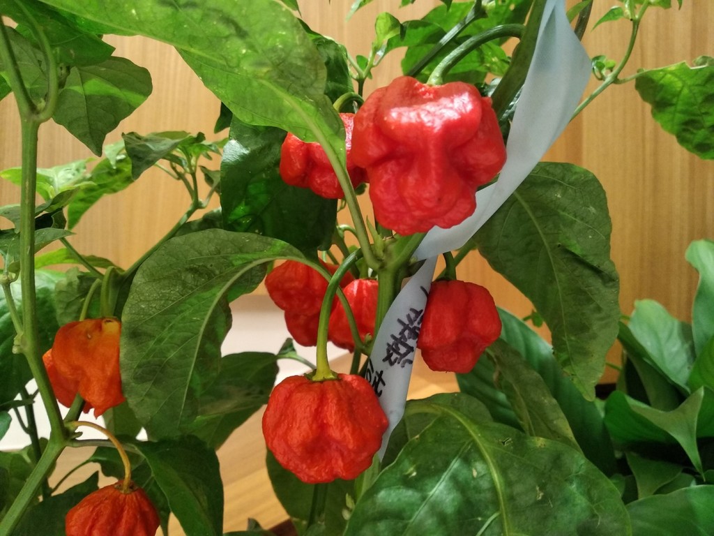 IMG_20210722_204505 [1600x1200].jpg