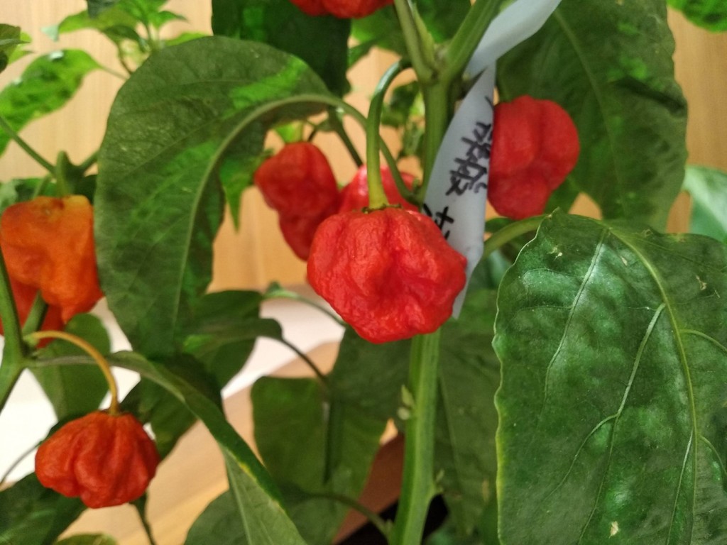 IMG_20210722_204545 [1600x1200].jpg