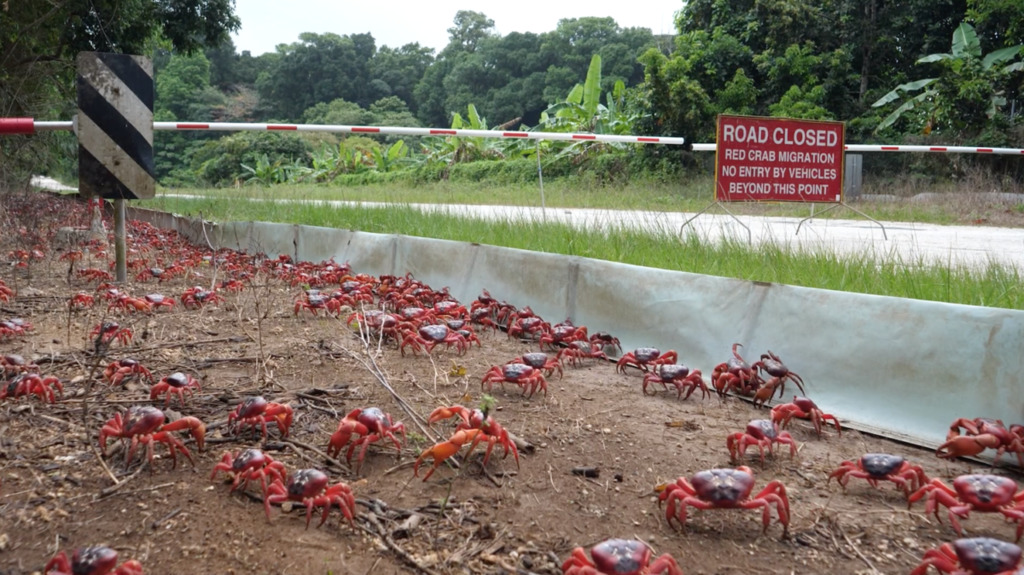 id13399484-crab5-1200x674.png