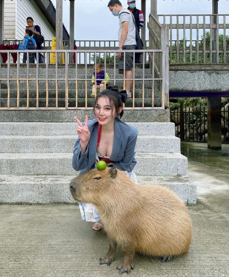 4 張香香同框可愛的水豚。.jpg