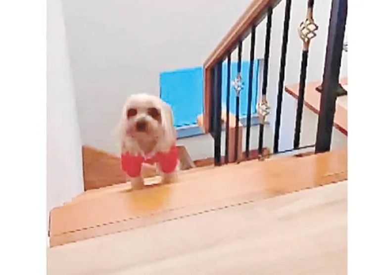 2 狗仔跑樓梯，揭露戴祖儀住複式單位。.jpg