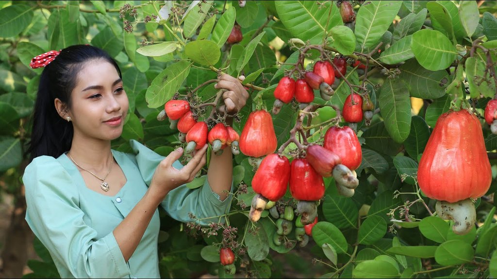 Red cashew fruits YT.jpg