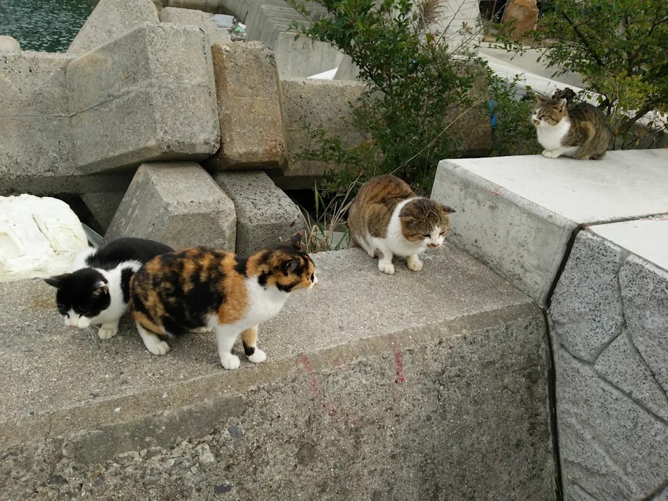 5. 岡山縣真鍋島「貓島」.jpg