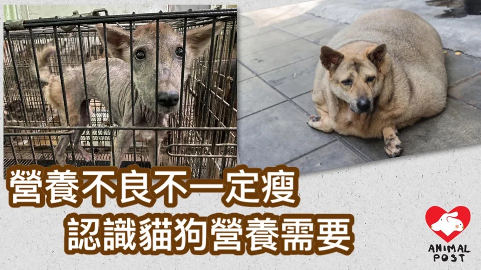 營養不良不一定瘦 認識貓狗的營養需要.jpg