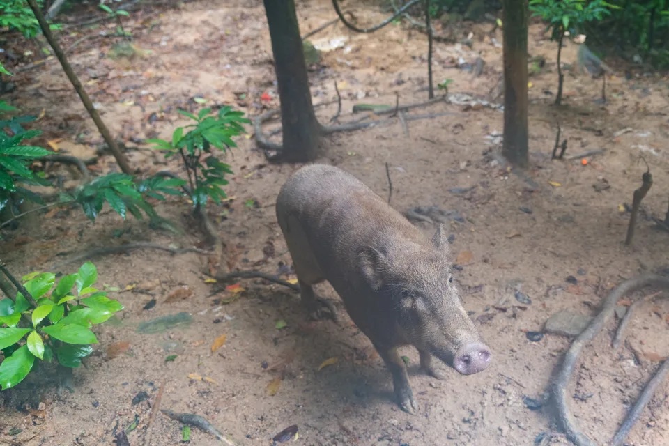 野豬出沒報告最多的地區為大埔區，去年共有 197 宗。.jpg
