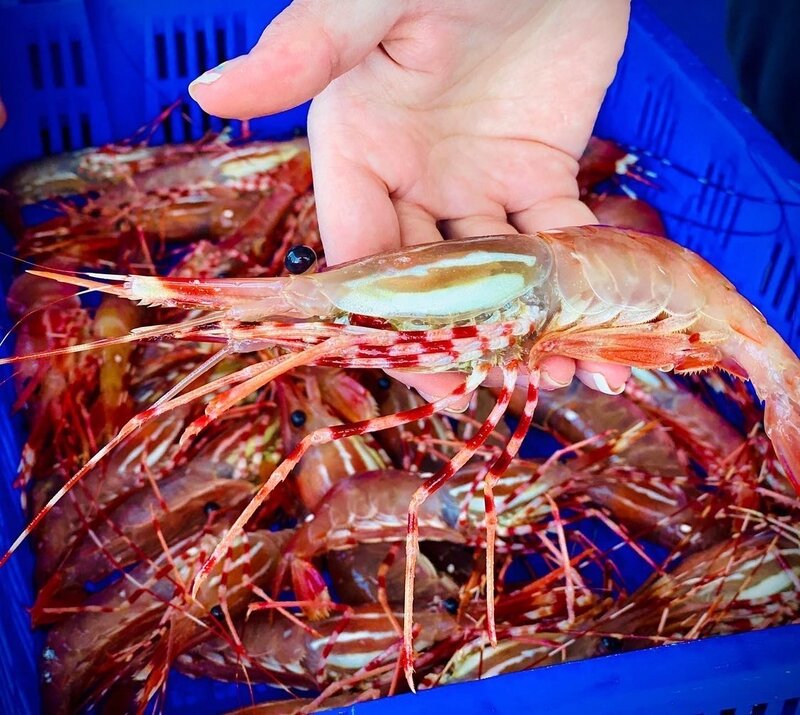 Prawns On The Spot Steveston Spot Prawns6.JPG