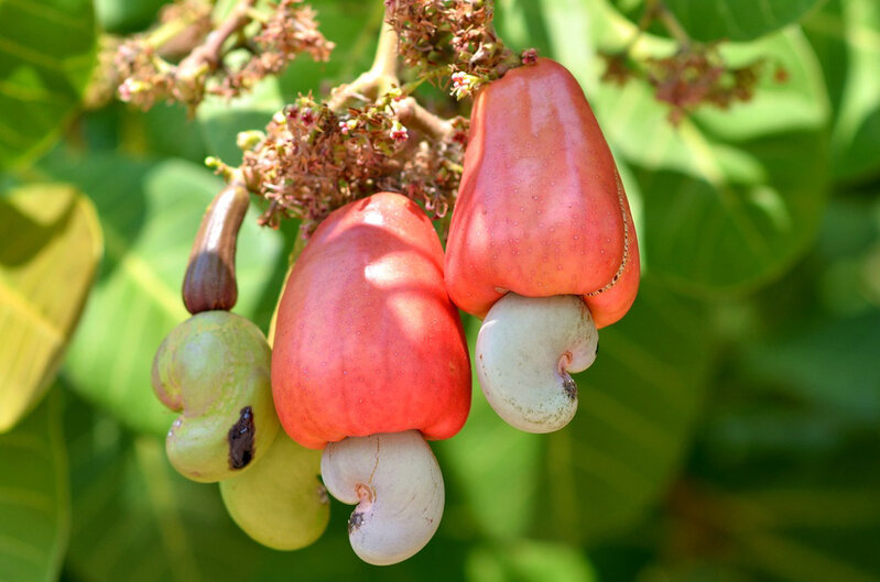 腰果苹果  （cashew apple）.jpg