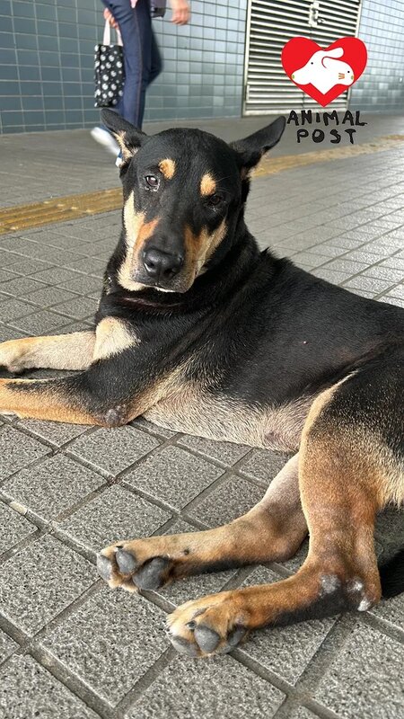 3 狗狗停留在碼頭不願離去。.jpg