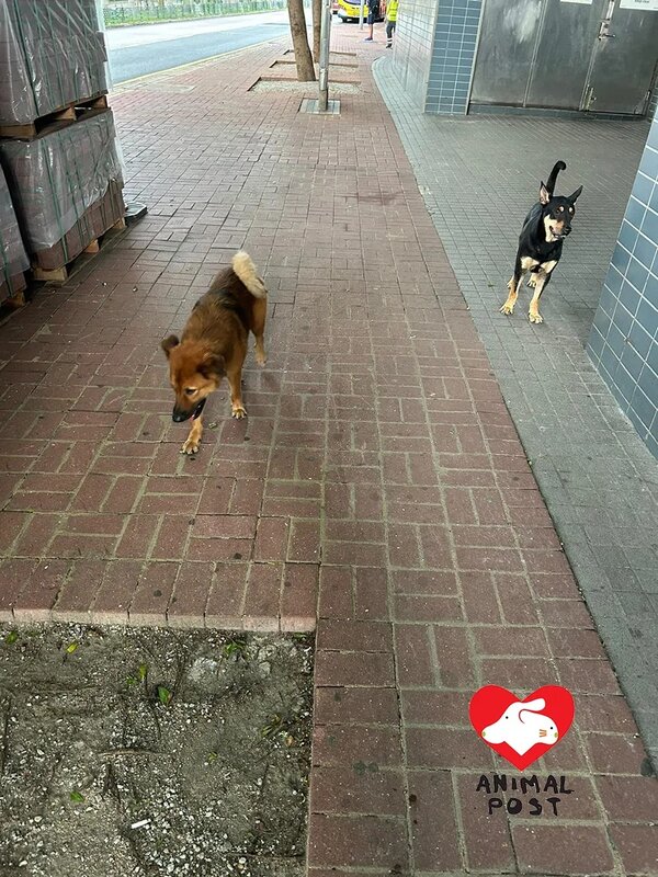 2 兩狗疑被長洲狗主遺棄於中環碼頭。.jpg