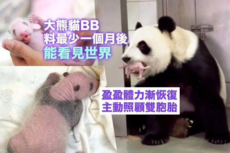 盈盈雙胞胎誕生兩周體重倍增 「黑眼圈」及「小背心」越來越明顯.jpg