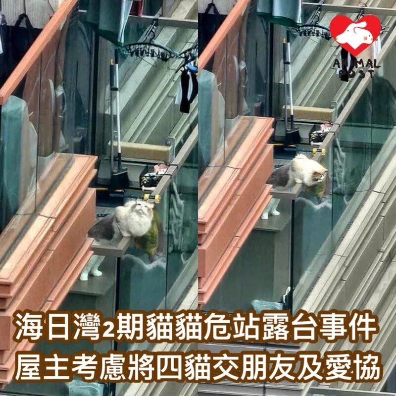 白石角海日灣2期貓貓危站露台事件 愛協指屋主將棄養四貓交愛協及朋友.jpg
