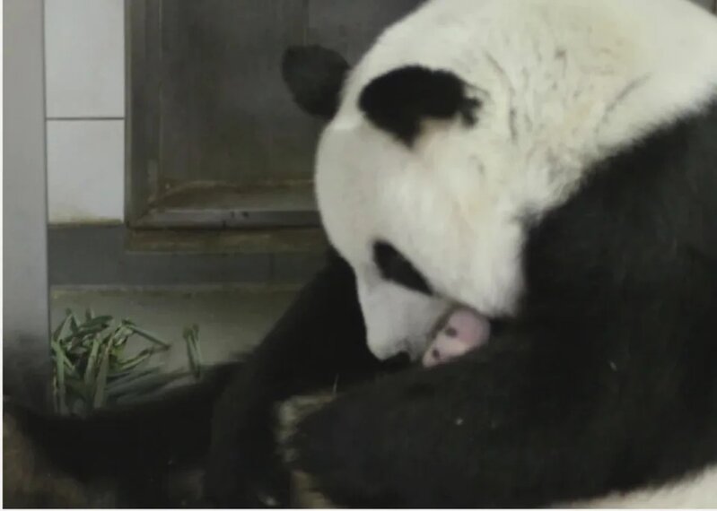 海洋公園發大熊貓寶寶最新相片.jpg