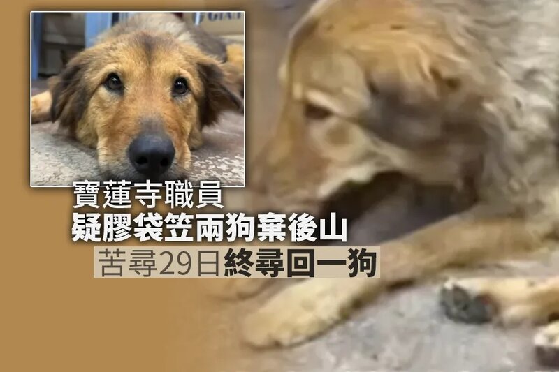 寶蓮寺職員疑將兩狗膠袋笠頭後山棄置 苦尋29日終尋回一狗.jpg