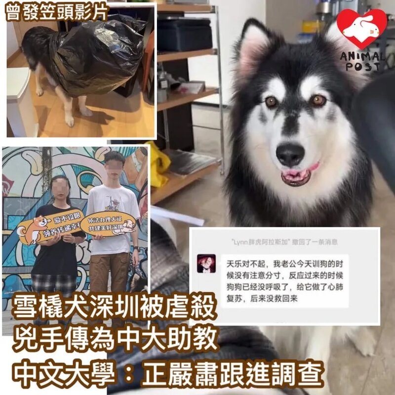 雪橇犬深圳被虐殺傳兇手為中大助教 中大：正嚴肅處理及調查.jpg