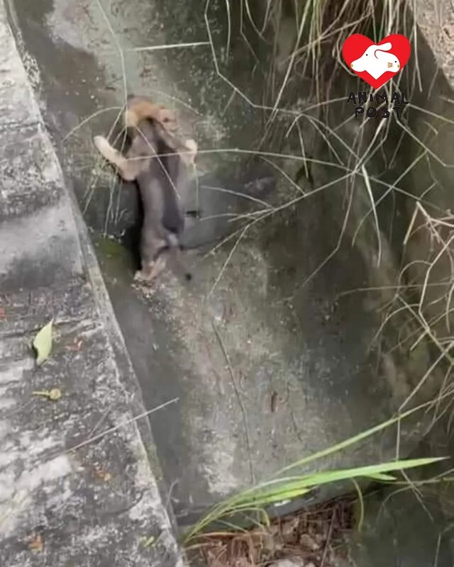 2 狗B日前被困引水道。.jpg