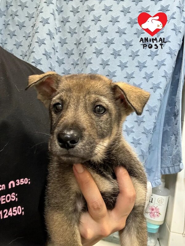 4 餵狗姨姨將狗B救起。.jpg