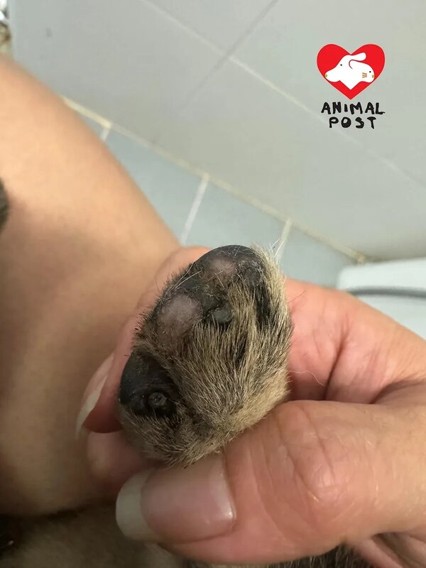 6 受困引水道太久，狗狗指甲都磨平。.jpg