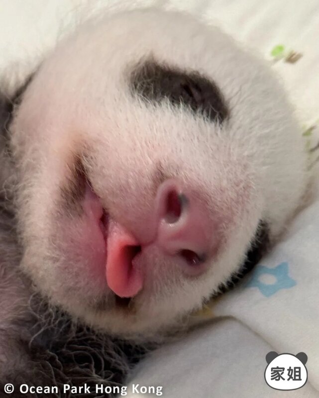 大熊貓龍鳳胎姊姊睡覺時伸脷 弟弟跟媽媽一同睡覺.jpg