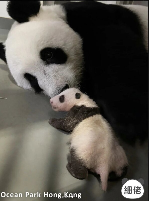 大熊貓龍鳳胎姊姊睡覺時伸脷.jpg