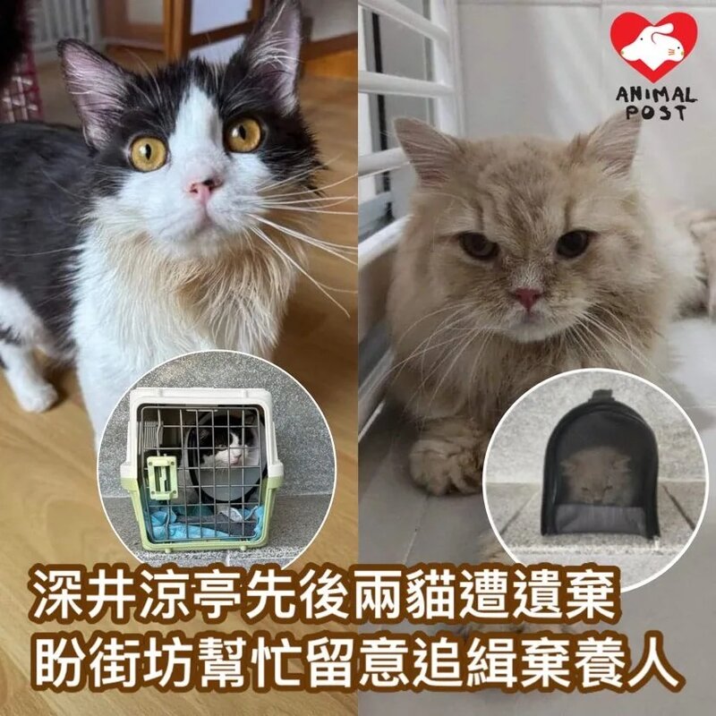 深井一涼亭一個多月內先後兩貓被遺棄 其中一貓有金錢癬及流感.jpg