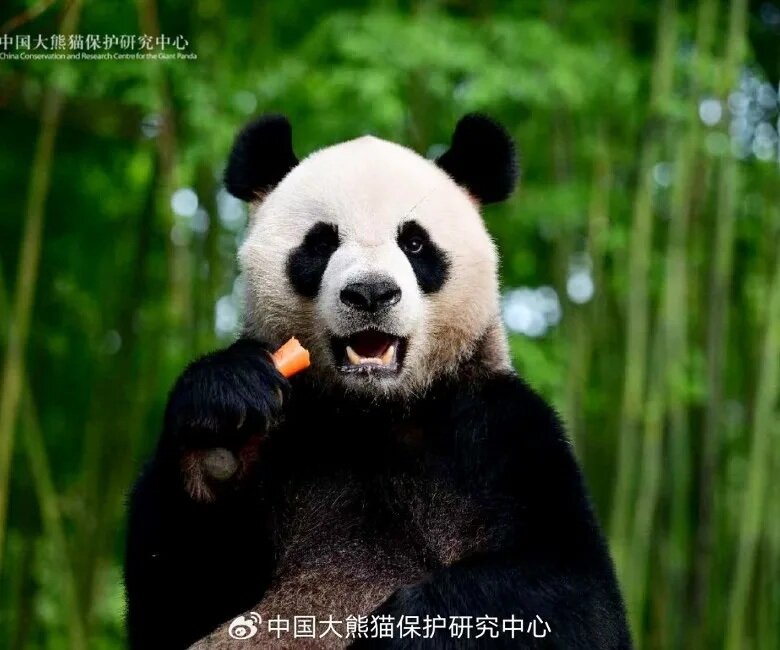 安安性格外向活潑 可可原名甜可 屬典型大熊貓界「假小子」.jpg