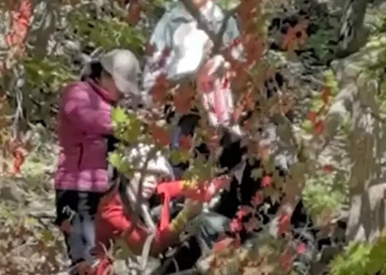 翻護欄折逾200年「楓王」樹枝 多名遊客受查.jpg