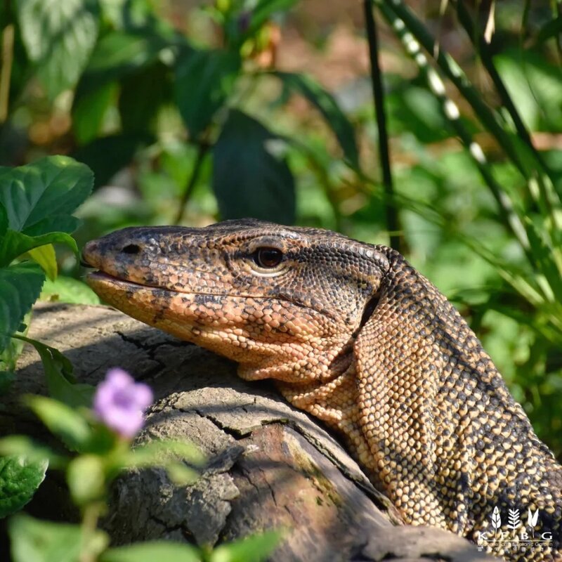 1 Aberdeen（嘉道理農場暨植物園）.jpg