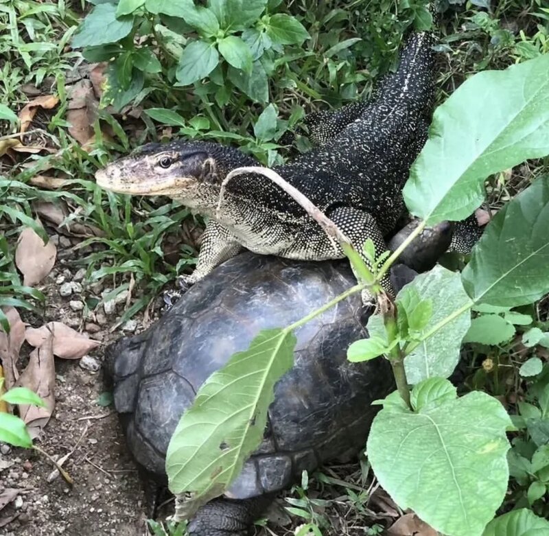3 園方去年表示Aberdeen 被尋獲後一度顯得沮喪，返回「爬行動物展覽台」後又回復正常.jpg