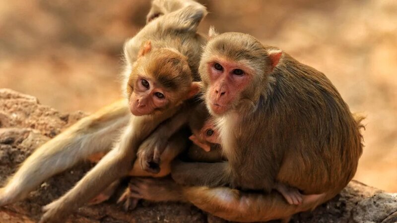 印度6歲女童遭色魔誘拐 猴子軍團竟殺出相救.jpg