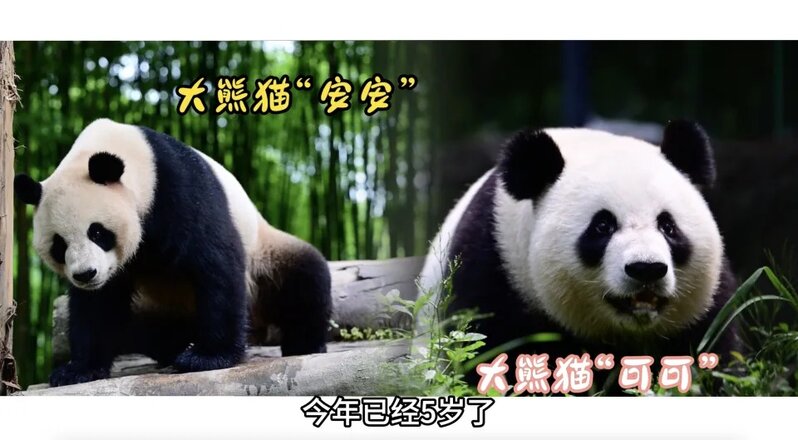 2 5歲大的大熊貓，安安、可可。（海洋公園圖片）.jpg