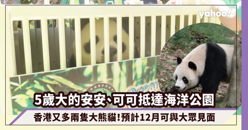 1 香港又多兩隻大熊貓！5歲大的安安、可可抵達海洋公園，預計12月可與大眾見面.jpg