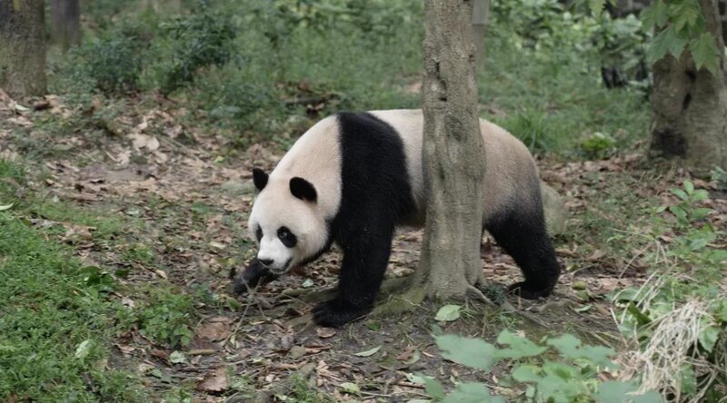 3 大熊貓已經抵達香港。（海洋公園圖片）.jpg
