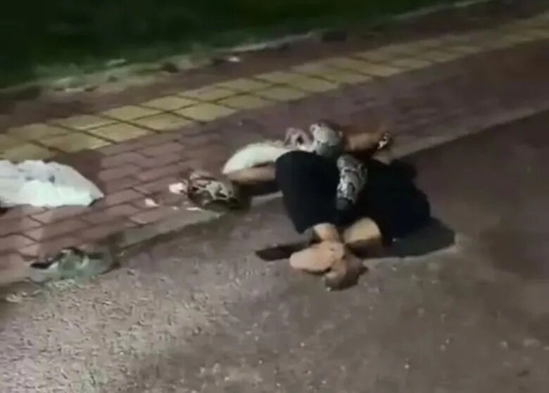 惠州男子酒後倒地 當街遭逾2米長蟒蛇纏住險死.jpg