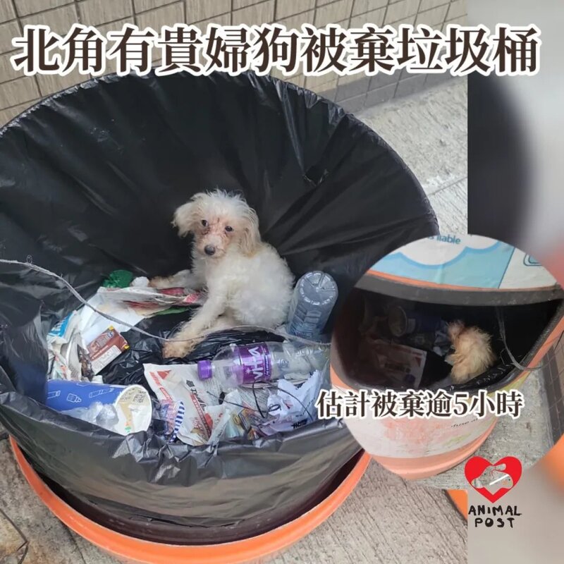 北角雲景道有貴婦狗被棄垃圾桶 估計已逾5小時.jpg