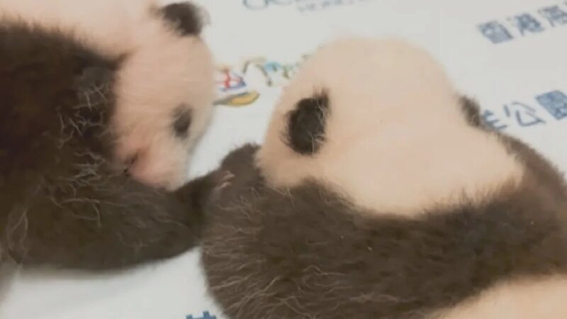 海洋公園發布大熊貓龍鳳胎片段 姐姐伸手觸碰弟弟.jpg
