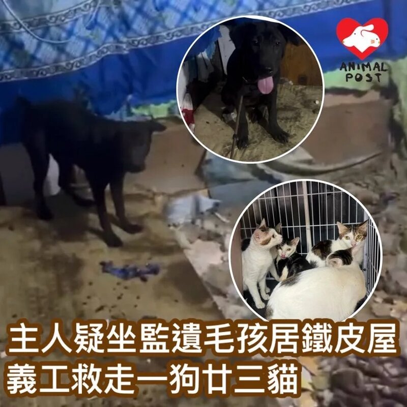 菲籍主人疑坐監遺毛孩居鐵皮屋 義工分別救走一狗廿三貓.jpg