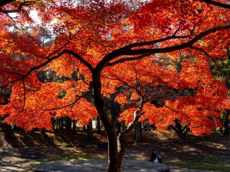 日本迎來有記錄以來最熱秋天 欣賞楓葉季節延後.jpg