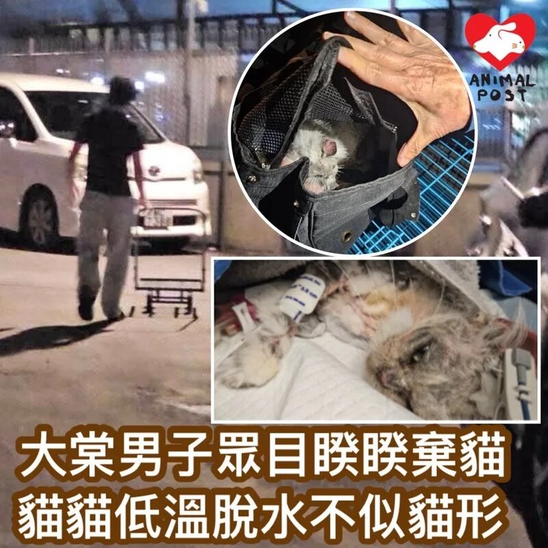 天寒地凍男子公然棄貓垃圾站 貓貓獲救後現低溫脫水.jpg