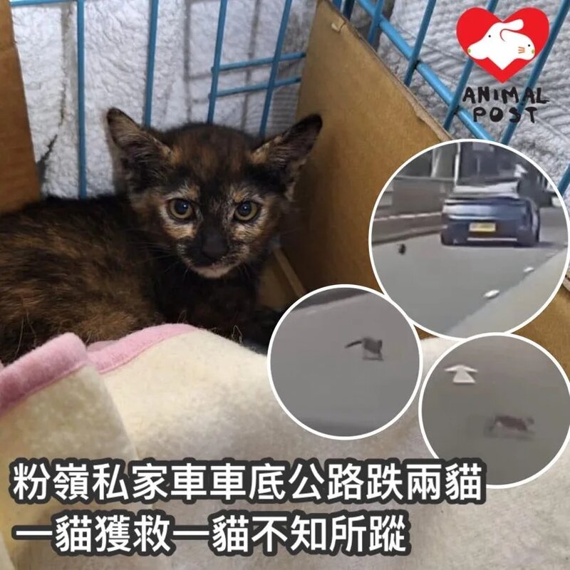 粉嶺聯和墟兩貓日前從車底跌出 一貓已獲救另一貓急需搜救.jpg