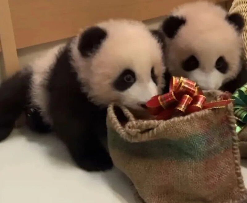 大熊貓｜羅淑佩：港產龍鳳胎乳名「家姐細佬」與改名無衝突 指「我細個都叫奀女」.jpg