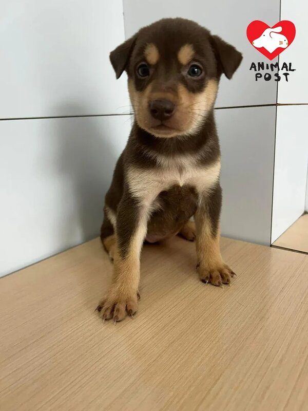 2 只得3個月大的狗狗「玲玲」獲領養一星期突離奇死亡。.jpg