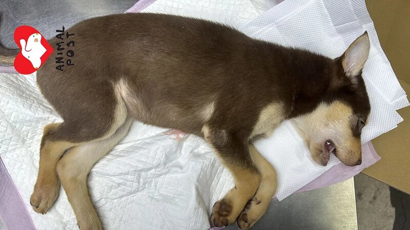 3  領養人指狗狗走出圍欄，然後被垃圾桶的膠袋纏著。.jpg