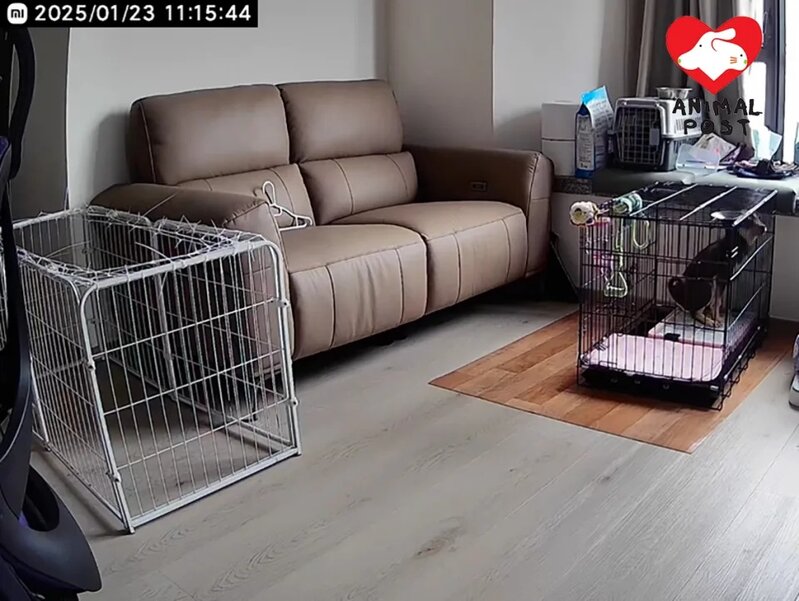 4  領養人向義工提供的影片顯示狗狗昨早仍正常。.jpg