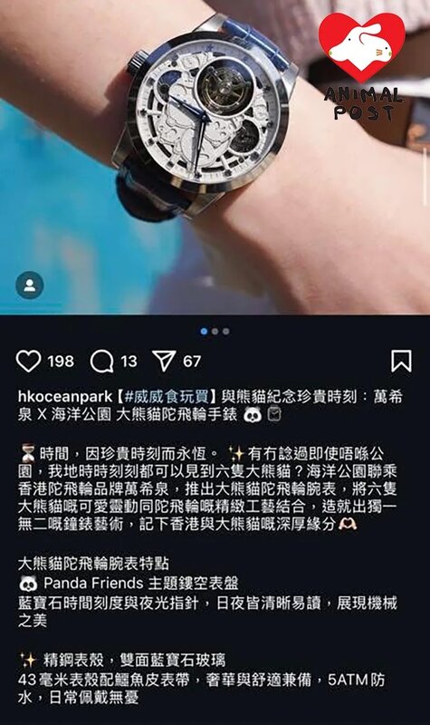 2 海洋公園昨日在社交媒體宣布與品牌合作推出以鱷魚皮作表帶的大熊貓陀飛輪。.jpg