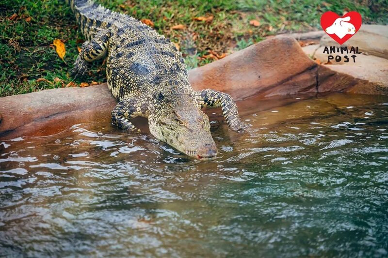 5 海洋公園一方面以鱷魚「百香果」作為保育大使，一方面推出有鱷魚皮表帶的品牌合作產品。.jpg