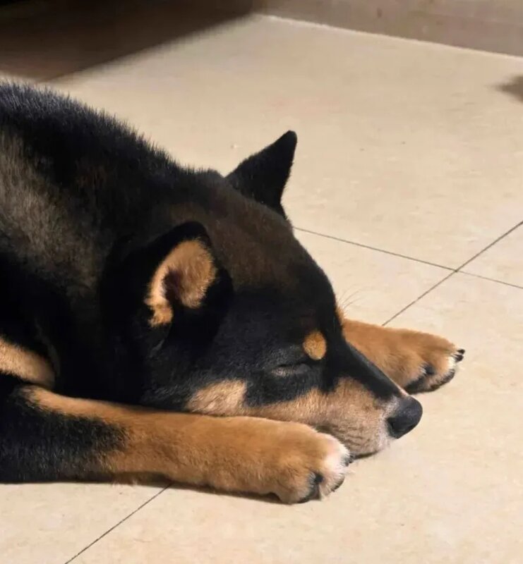 3  湖北宜昌有山脈外形酷似一隻小狗趴在江邊。照片令該山稱網民稱為「小狗山」和「狗.jpg