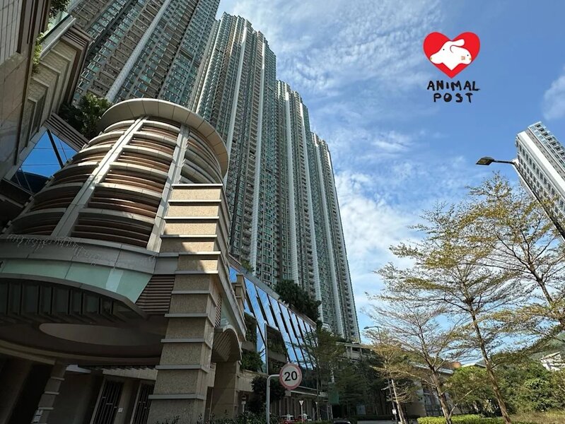 2 將軍澳日出康城前日有一隻龜慘從高處墮下受重傷.jpg