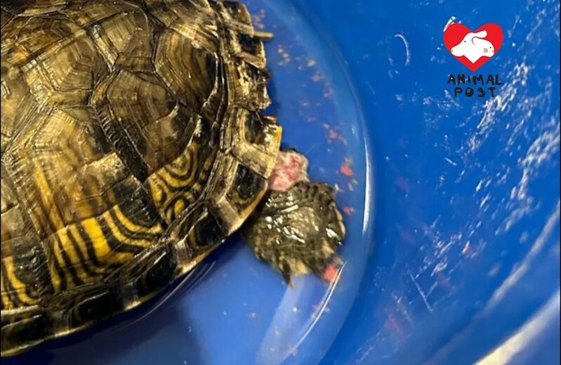 4 該龜後腳慘被軋斷，龜殼嚴重爆裂。.jpg