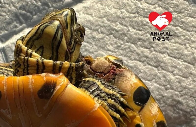 5 黃耳龜墮樓嚴重受傷，奄奄一息。.jpg