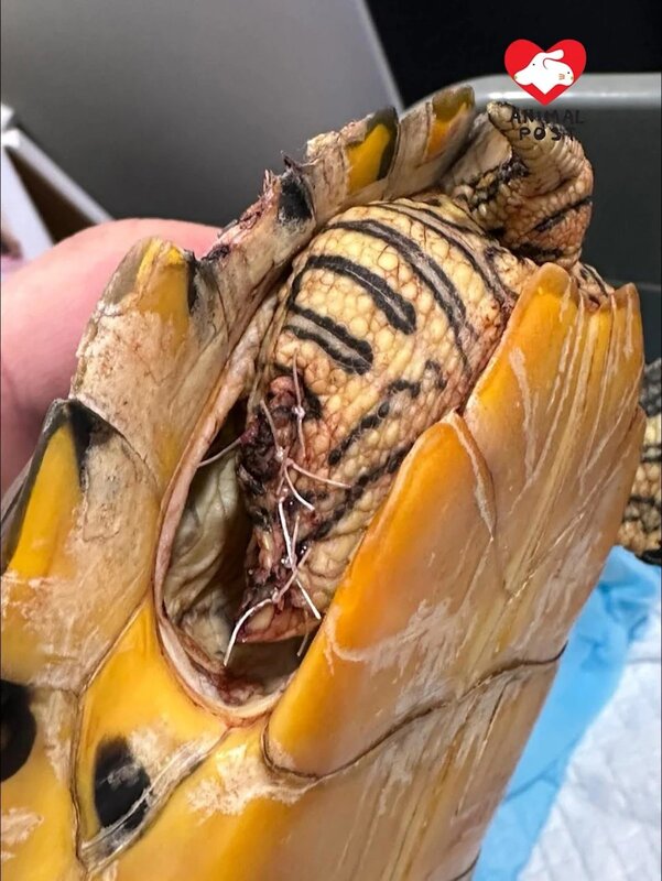 7 黃耳龜接受了截肢手術。.jpg